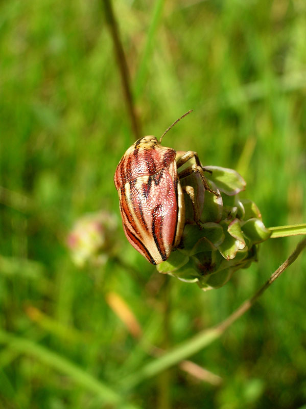 Odontotarsus purpureolineatus